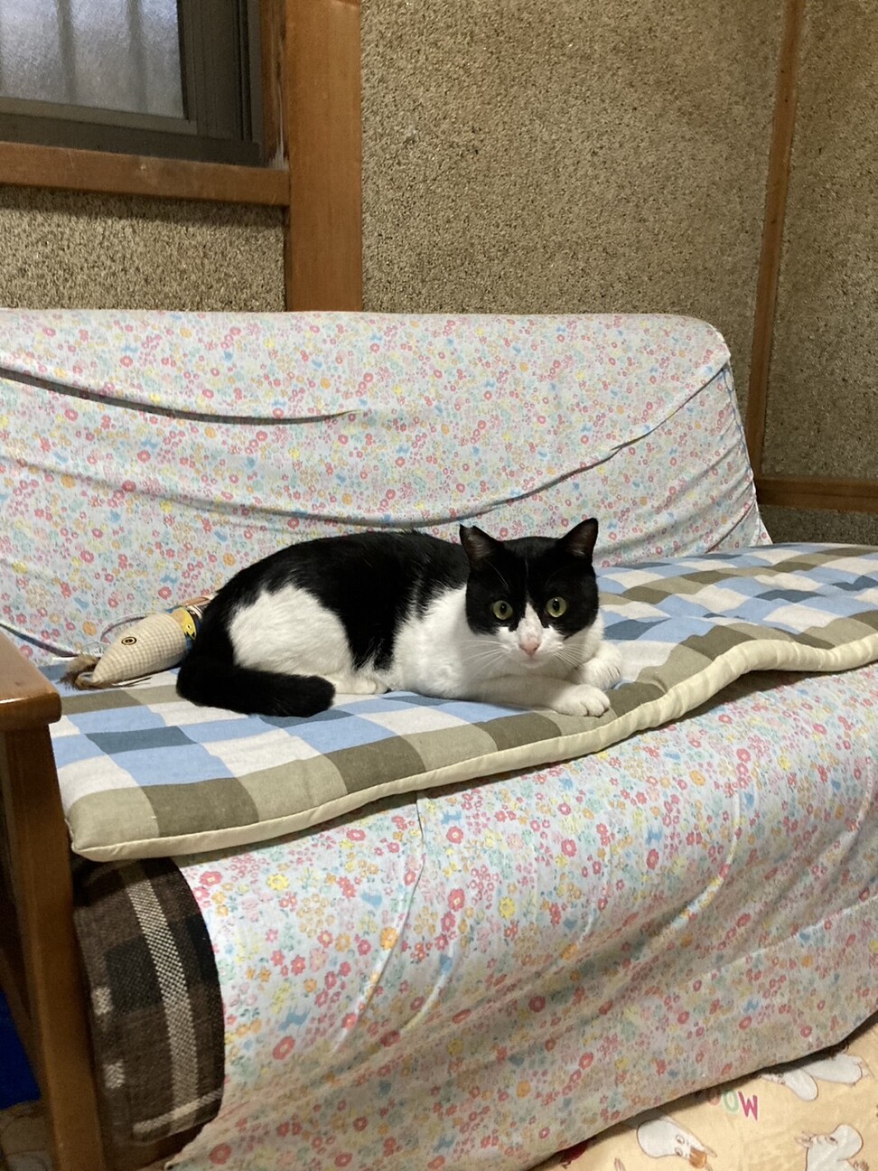 はちわれ男子 サムネイル3