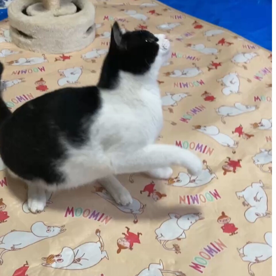 はちわれ男子 サムネイル4