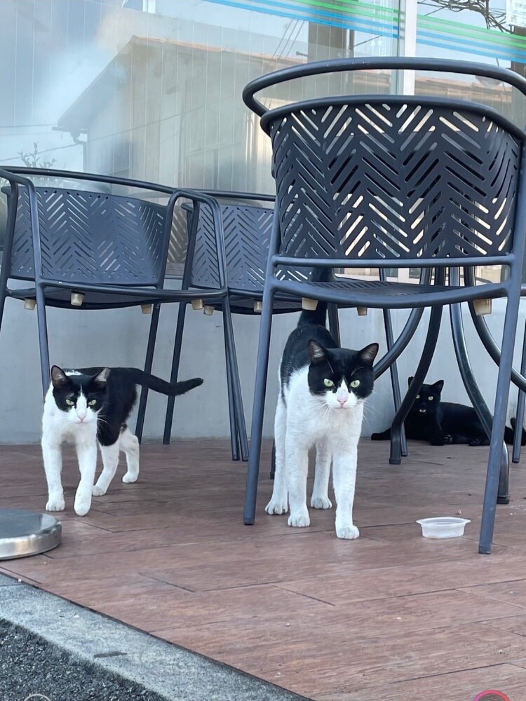 はちわれ男子 サムネイル5