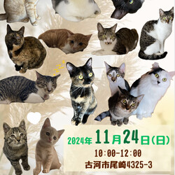 保護犬猫☻譲渡会 @古河市
