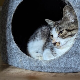 MIXキジ白　ムギくん生後4か月ほど！