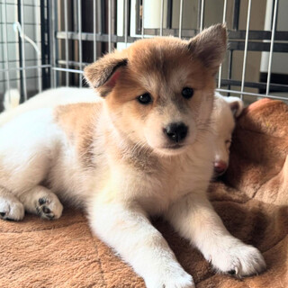 生後2か月仔犬女の子