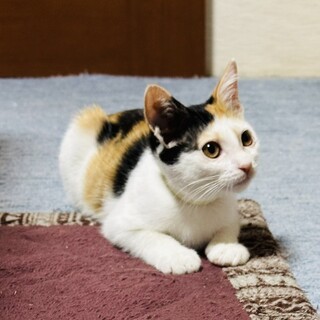素敵な里親さんが見つかりました。