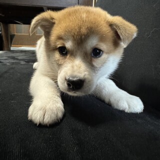 生後2か月仔犬女の子