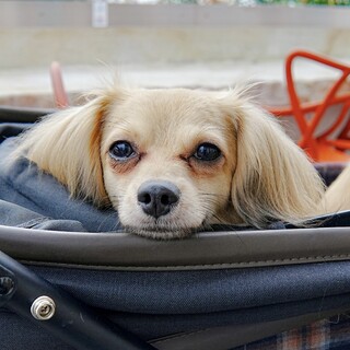 仮名☆詩文(しもん) ♂3歳