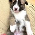 【9/23生まれ】人懐っこい子犬３匹【メス】