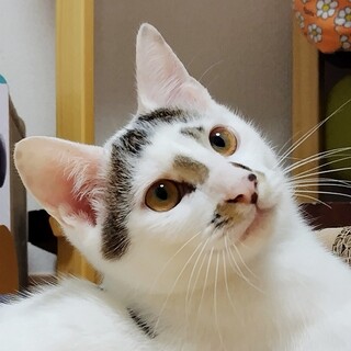 11/10高田馬場★ファンクくん★ゴロゴロボーイ