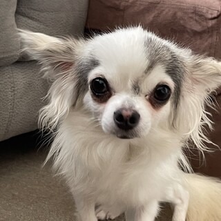 チワワ、ティアラの家族を募集します。