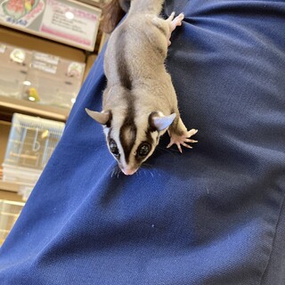 フクロモモンガ男の子