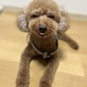 め ぐ 