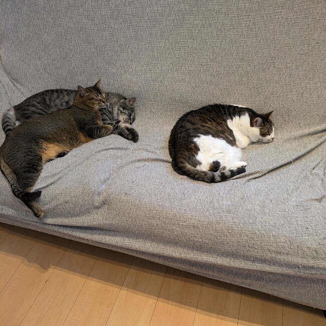 あきごんごん！のカバー写真