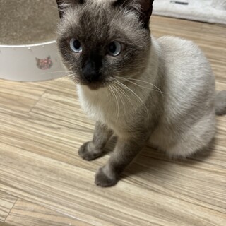 抱っこが大好きな男の子です♪