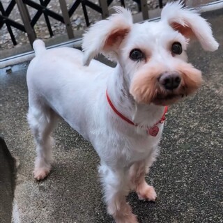 リっちゃん   怖がりさんだけどあまえんぼな女の仔