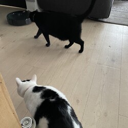 「トムさん、猫の毛お掃除問題⭐︎NEXT」サムネイル2