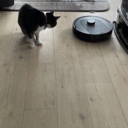 「トムさん、猫の毛お掃除問題⭐︎NEXT」サムネイル3