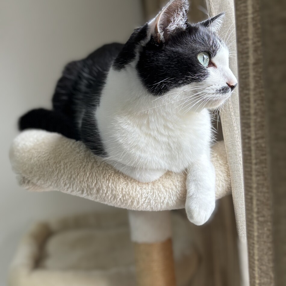 パンダのカバー写真