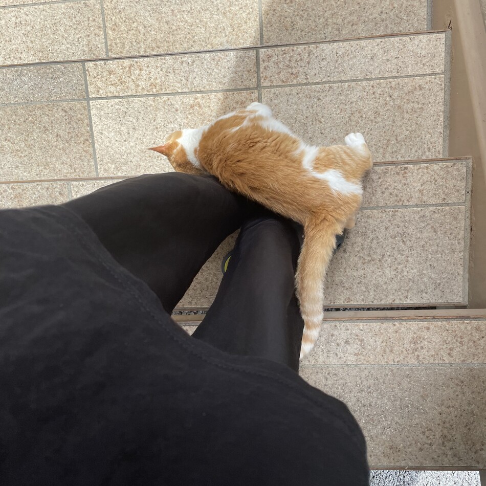 しーなのカバー写真