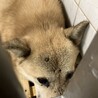 殺処分対象❗️収容期限11/13迄❗️延長なし サムネイル2