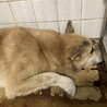 殺処分対象❗️収容期限11/13迄❗️延長なし サムネイル4