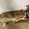 殺処分対象❗️収容期限11/13迄❗️延長なし サムネイル5