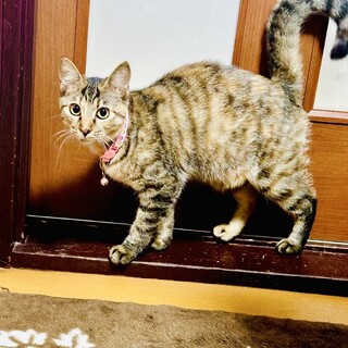 お陰様で兄妹で里親さんが見つかりました。