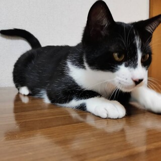 キリッとしたイケニャンなラガー君