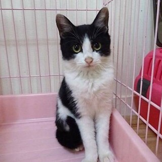 可愛い顔のハチワレ男の子