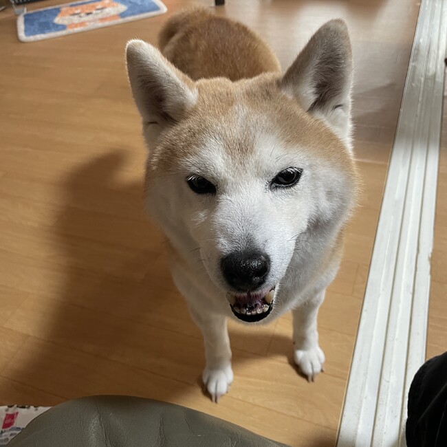 アル丸のカバー写真