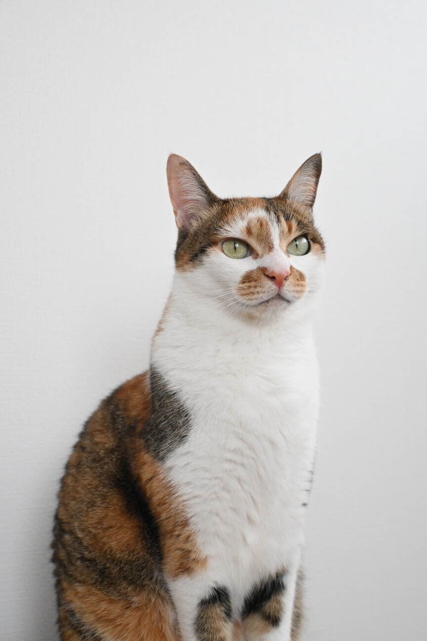 たま