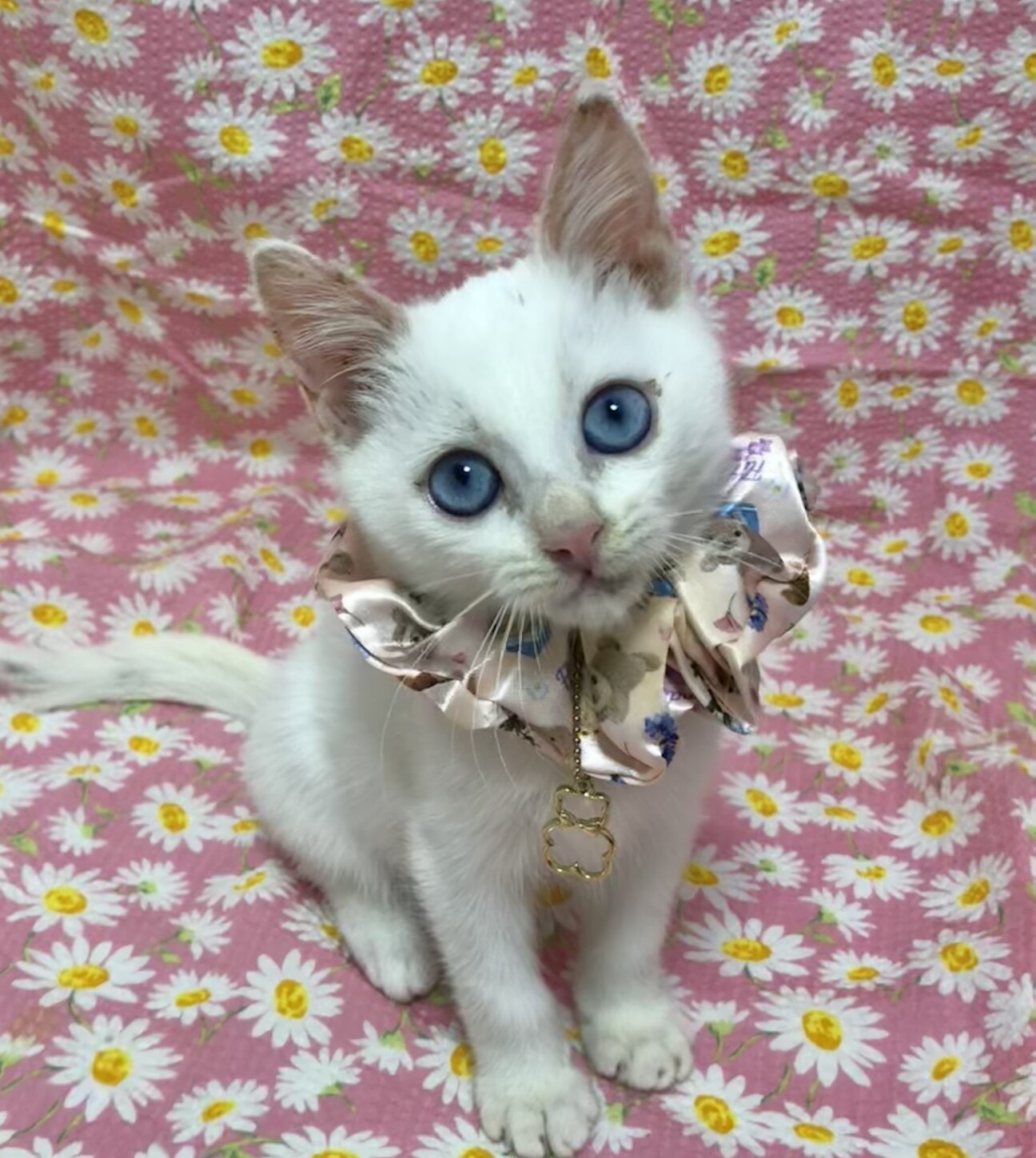 11/10東銀座】碧く」東京都 - 猫の里親募集(504671) 1枚目の