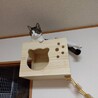 よもたんたん