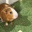 【里親様決定】モルモット