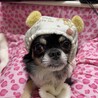 しょんぴぴ