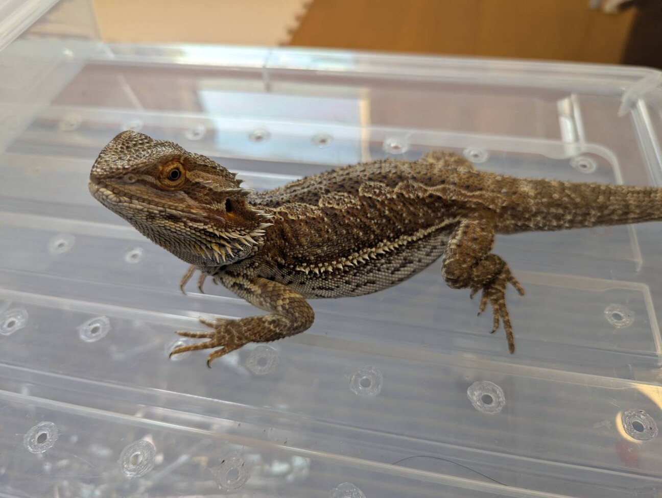 フトアゴヒゲトカゲ」宮城県 - 爬虫類・他の里親募集(504695