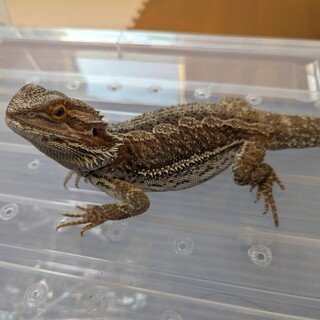 フトアゴヒゲトカゲ