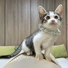 生後6週、元気で活発 なしくんです♡ サムネイル4