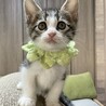 生後6週、甘えん坊のかきくんです♡ サムネイル3