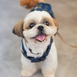 シーズー　ピーターパンくん　里親様募集！