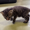 11月5日に会社の倉庫に1匹だけで鳴いてました。生後2週間くらいでオスの子猫ちゃんです。昨日、動物病院でノミ駆除していただきました。私が自宅で飼えないので、誰か里親になって可愛がっていただけたら助かります。