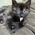 FIV+早期不妊手術耳カット済3/3