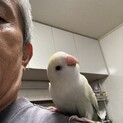 人が大好きなコザクラインコ