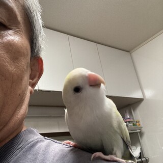 人が大好きなコザクラインコ