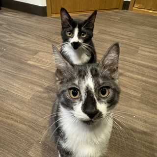 トムとジェリー