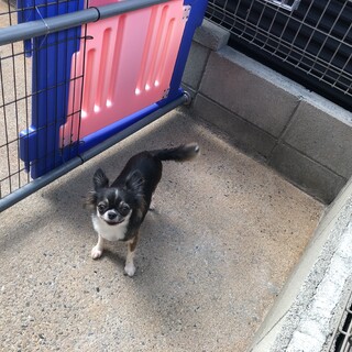 4歳の女の子のチワワ