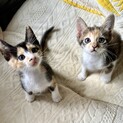 可愛い三毛猫仲良し姉妹♡元気で甘えん坊！