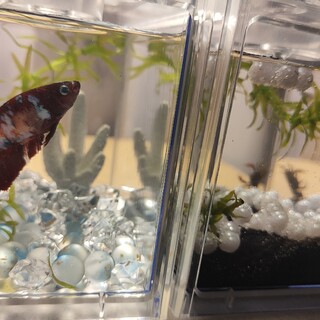 ベッタの子どもがいっぱい生まれました