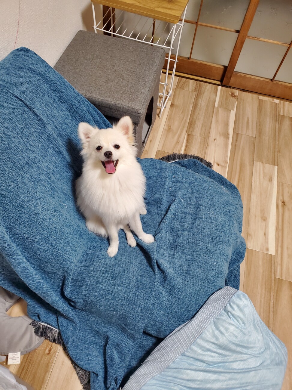 ポメラニアン×マルチーズ」大阪府 - 犬の里親募集(504731) 3枚目の
