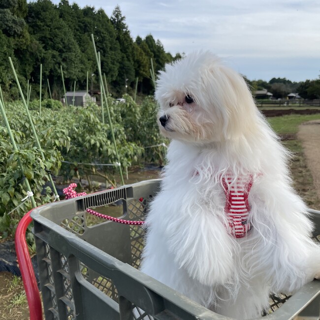 キラキラぼしのカバー写真