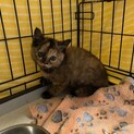 可愛いもふもふのきじさびプシュケちゃん２ヶ月