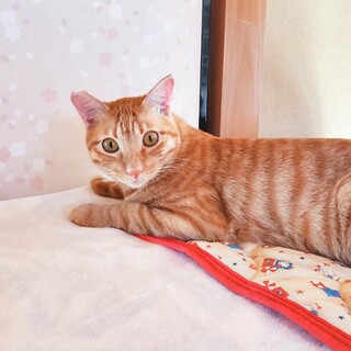 【11/17譲渡会】多頭飼育崩壊レスキュー・ネネ